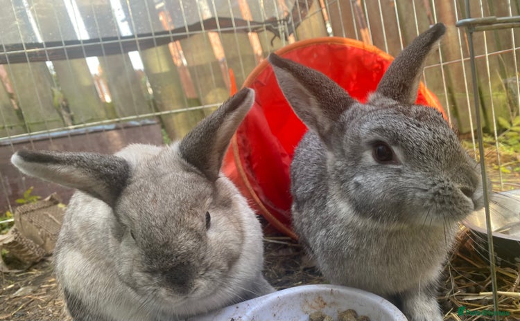 Netherland Dwarf rabbits 2 female rabbits must be kept together! - Advert 1