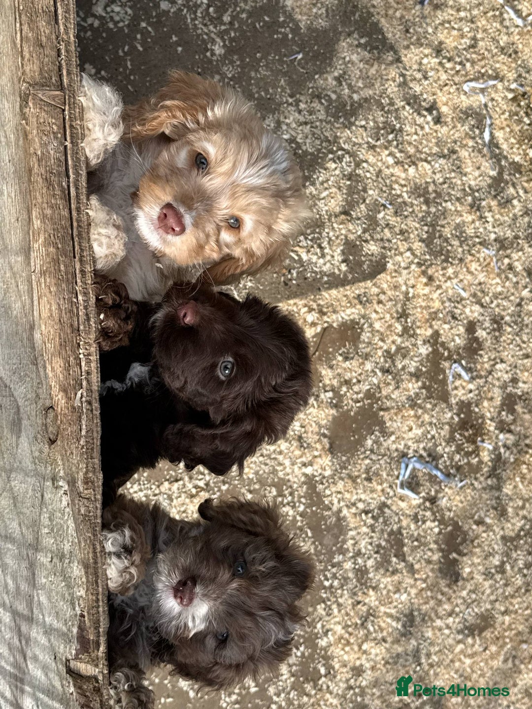 Cockapoo dogs for sale: Cockerpoo pups ready now - Image 2