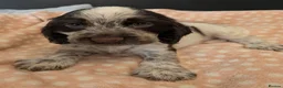 Cocker Spaniel dogs for sale: KC Show Cocker Spaniel Pups Health Tested Parents - Advert 9