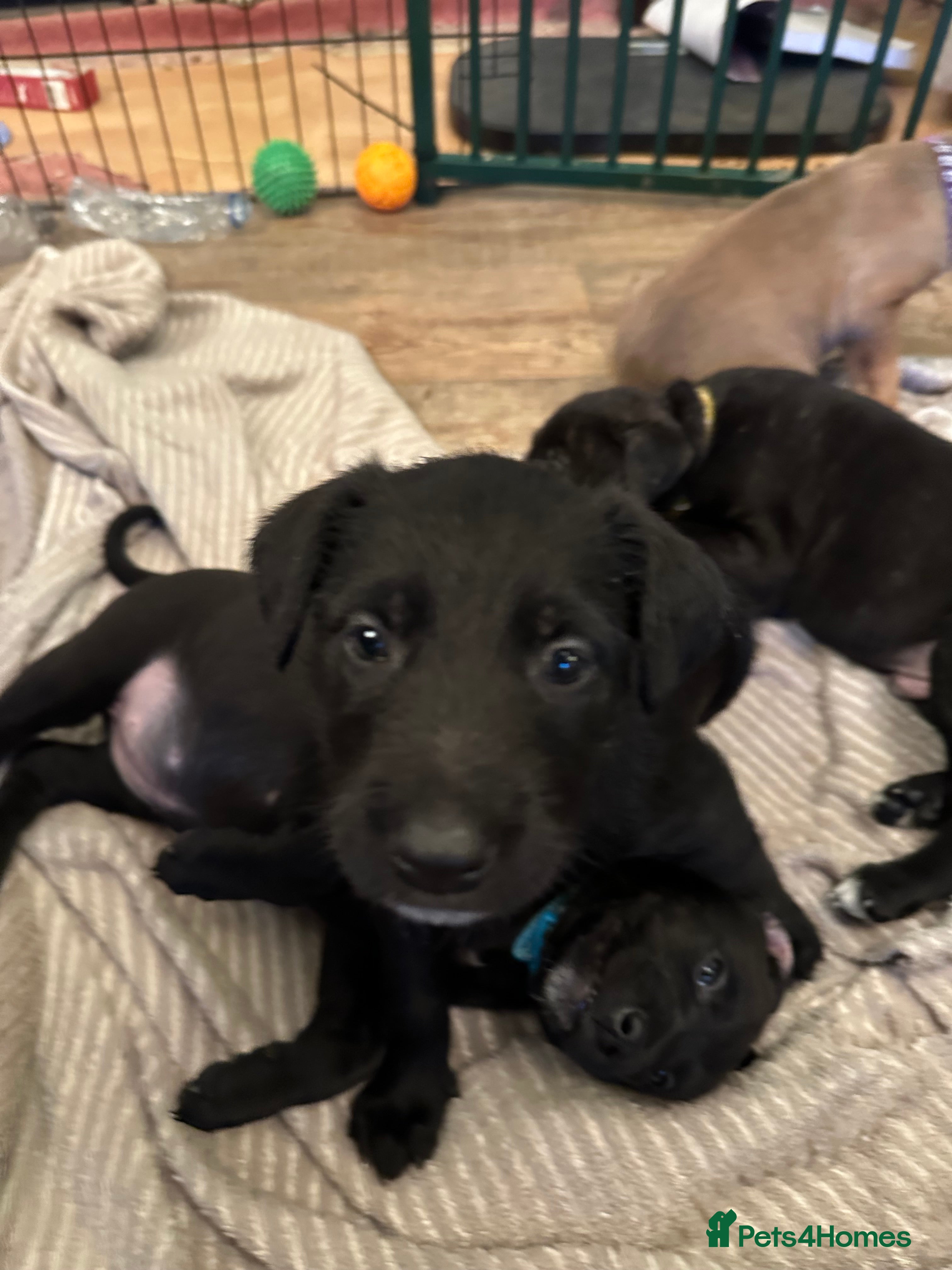 Mixed Breed dogs Belgian Malinois X Lurcher - Advert 10