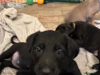 Mixed Breed dogs Belgian Malinois X Lurcher - Advert 1