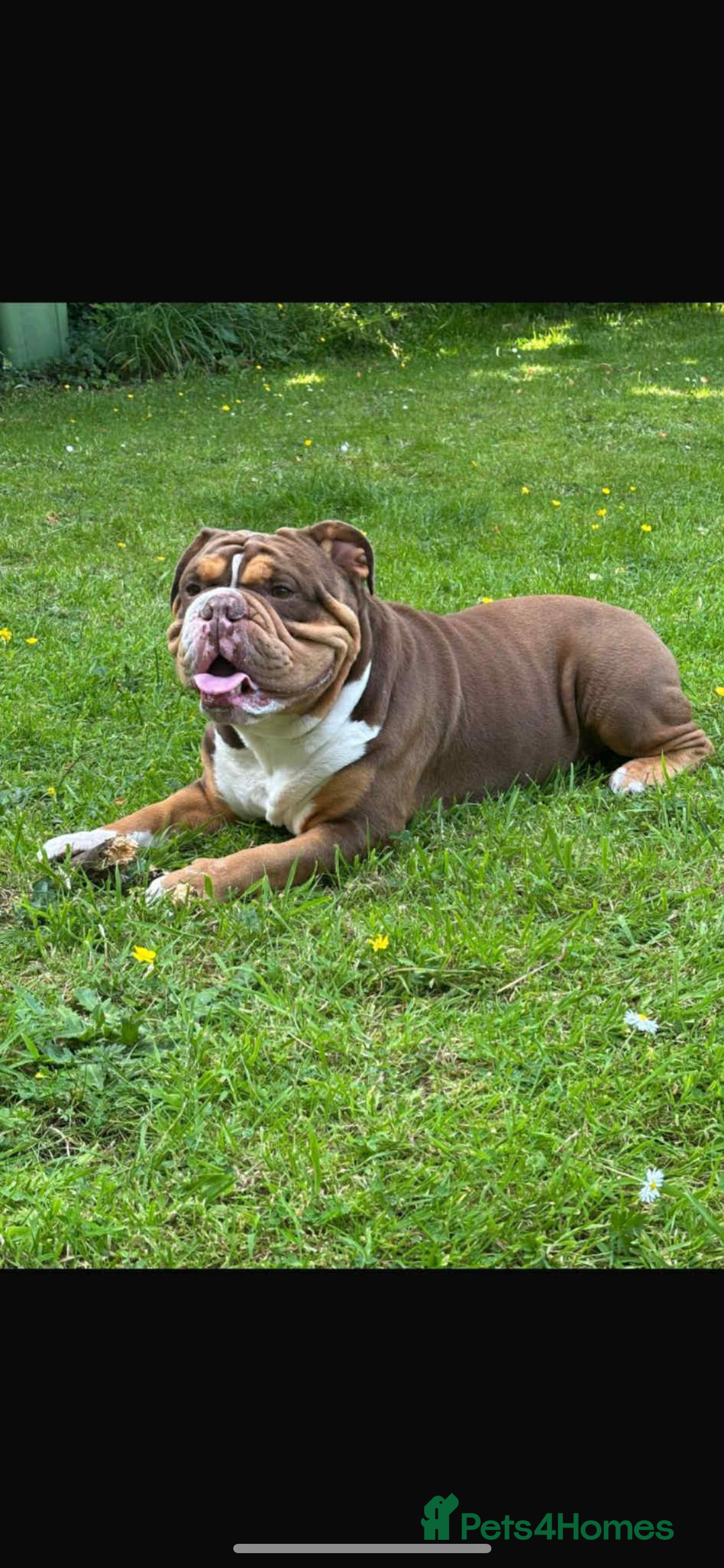 English Bulldog dogs for sale: English bulldog puppy for sale  - Advert 10