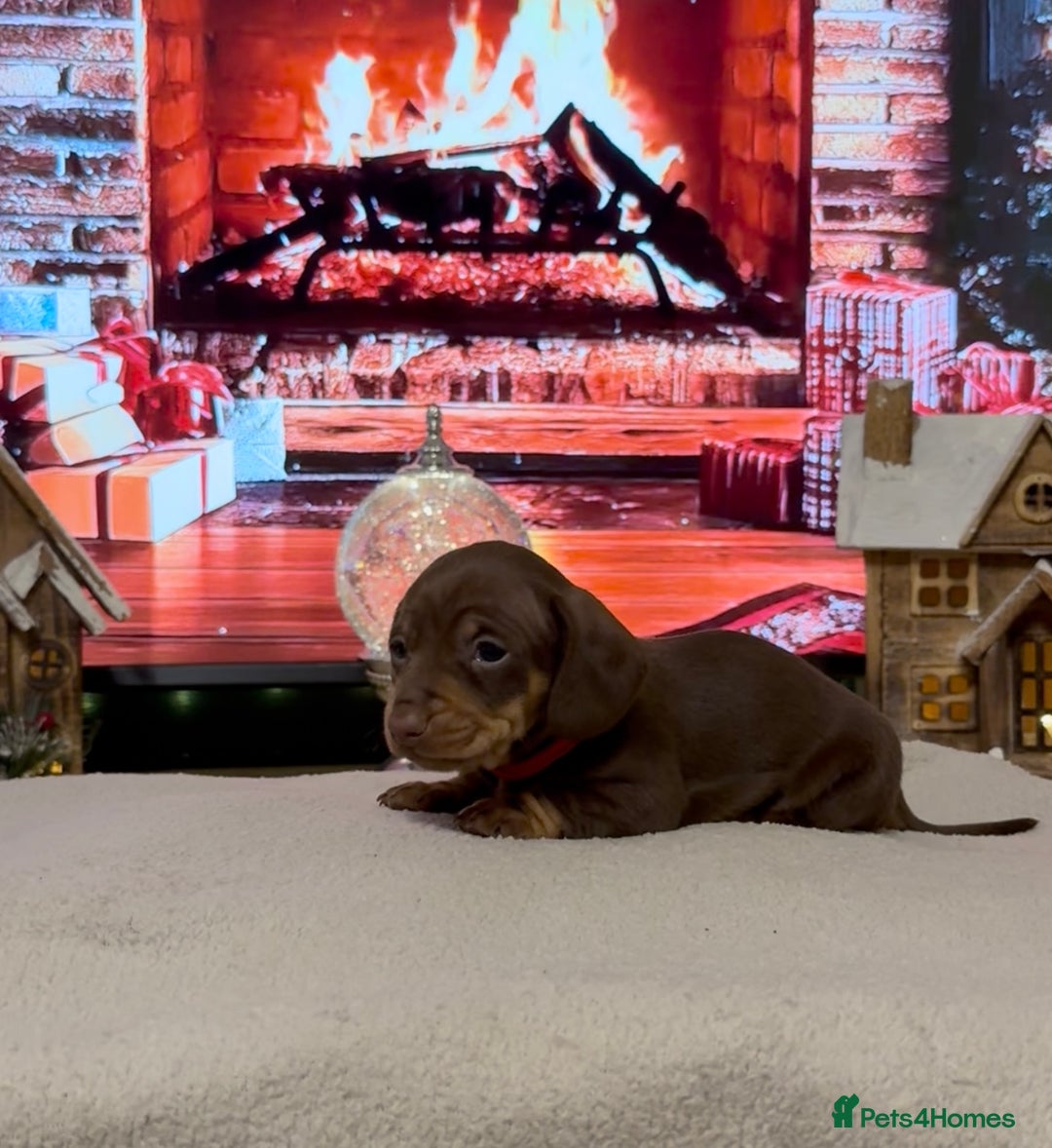 Miniature Dachshund dogs for sale: Chocolate and tan miniature dachshunds - Advert 3