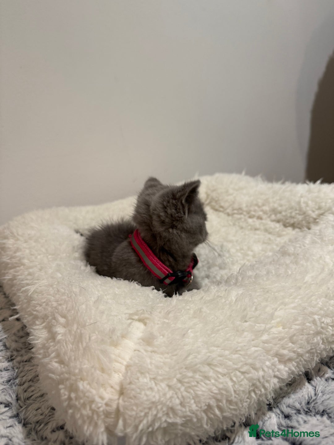 British Longhair cats for sale: Beautiful blues - Image 8