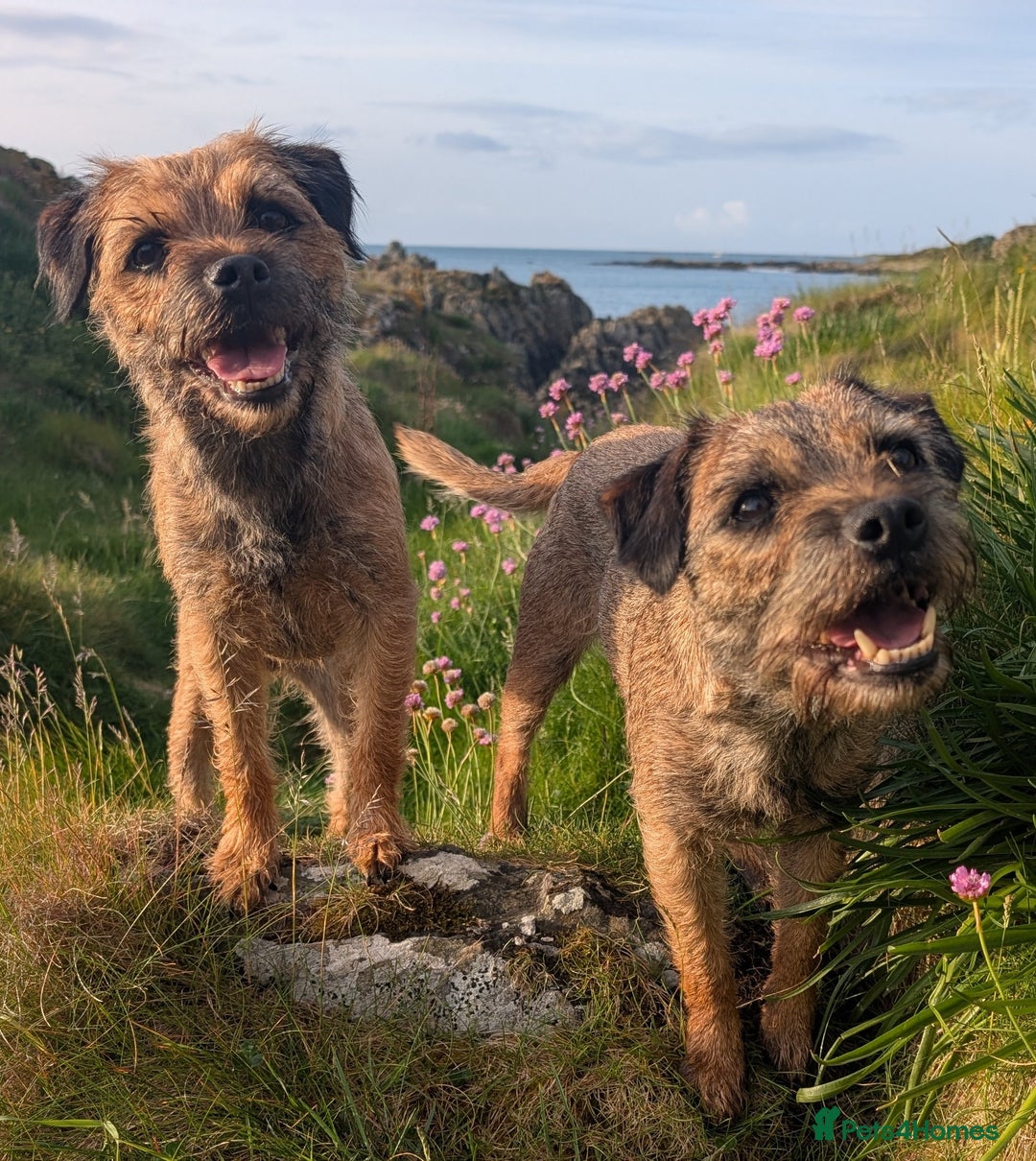 Border Terrier dogs for sale: Two border terriers for sale. Mum and daughter - Image 2
