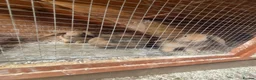 Mini Lop rabbits for sale: Gorgeous mini lops 3 boys left now  - Advert 2