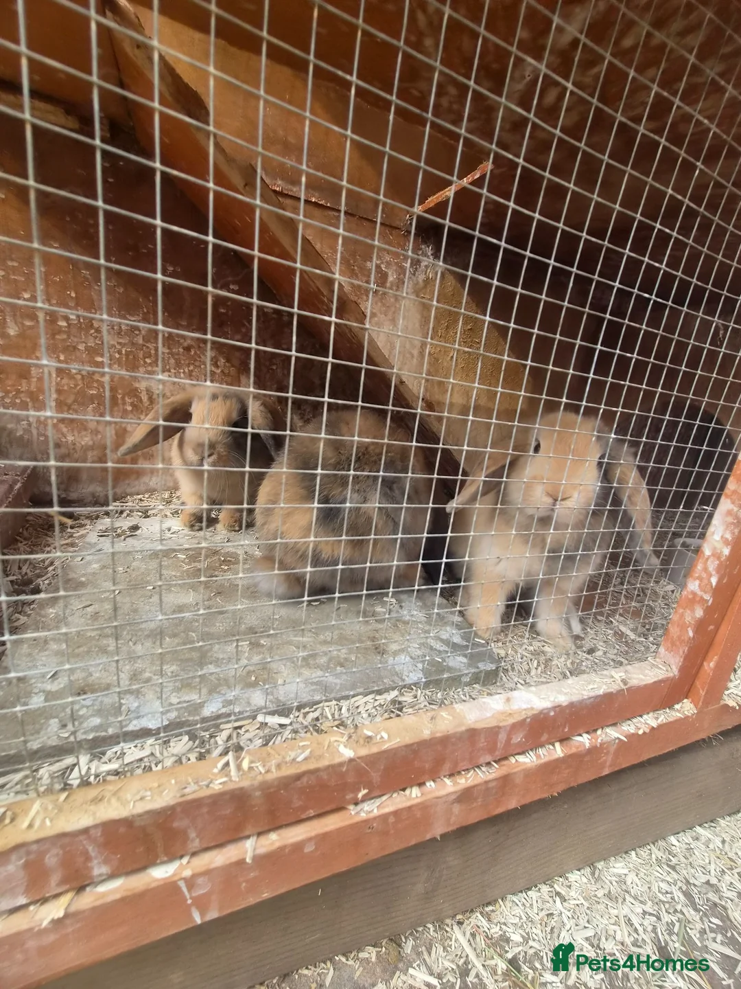 Mini Lop rabbits for sale: Gorgeous mini lops 3 boys left now  - Advert 2