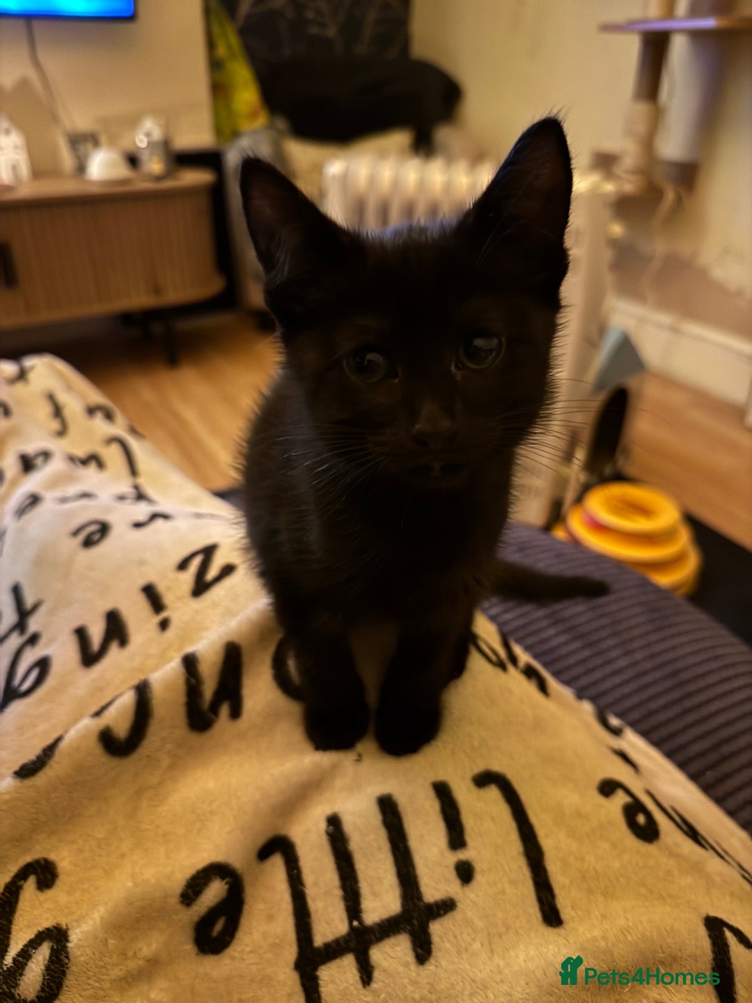 Mixed Breed cats for sale: Melanistic bengals/siamese’s (bengalese) - Advert 25