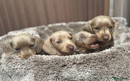 Miniature Dachshund dogs for sale: Miniature dachshund - Image 4