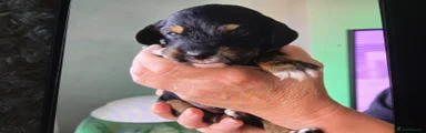 Cockapoo 7