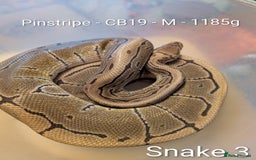 Python Snake reptiles for sale: Snakes for sale - Image 4