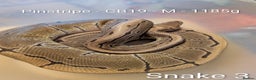 Python Snake reptiles for sale: Snakes for sale - Advert 4