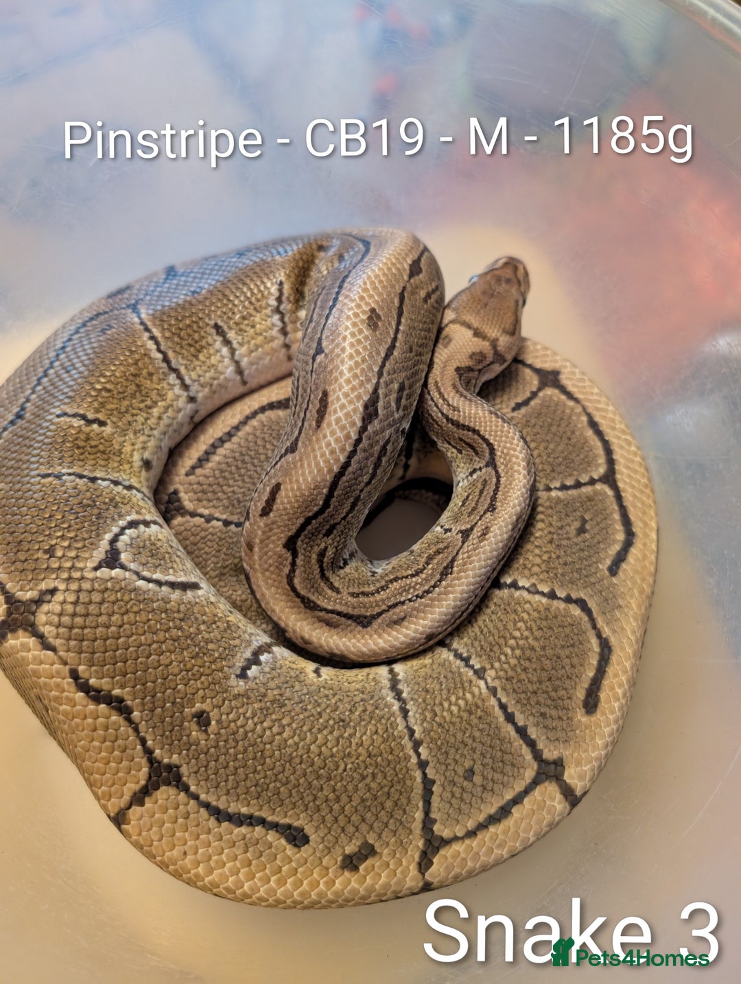 Python Snake reptiles for sale: Snakes for sale - Image 4