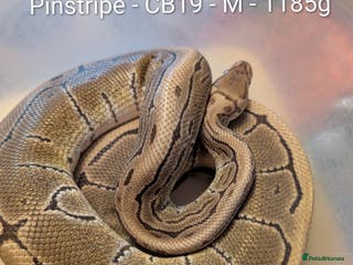 Python Snake reptiles Royal Pythons for sale - Advert 16