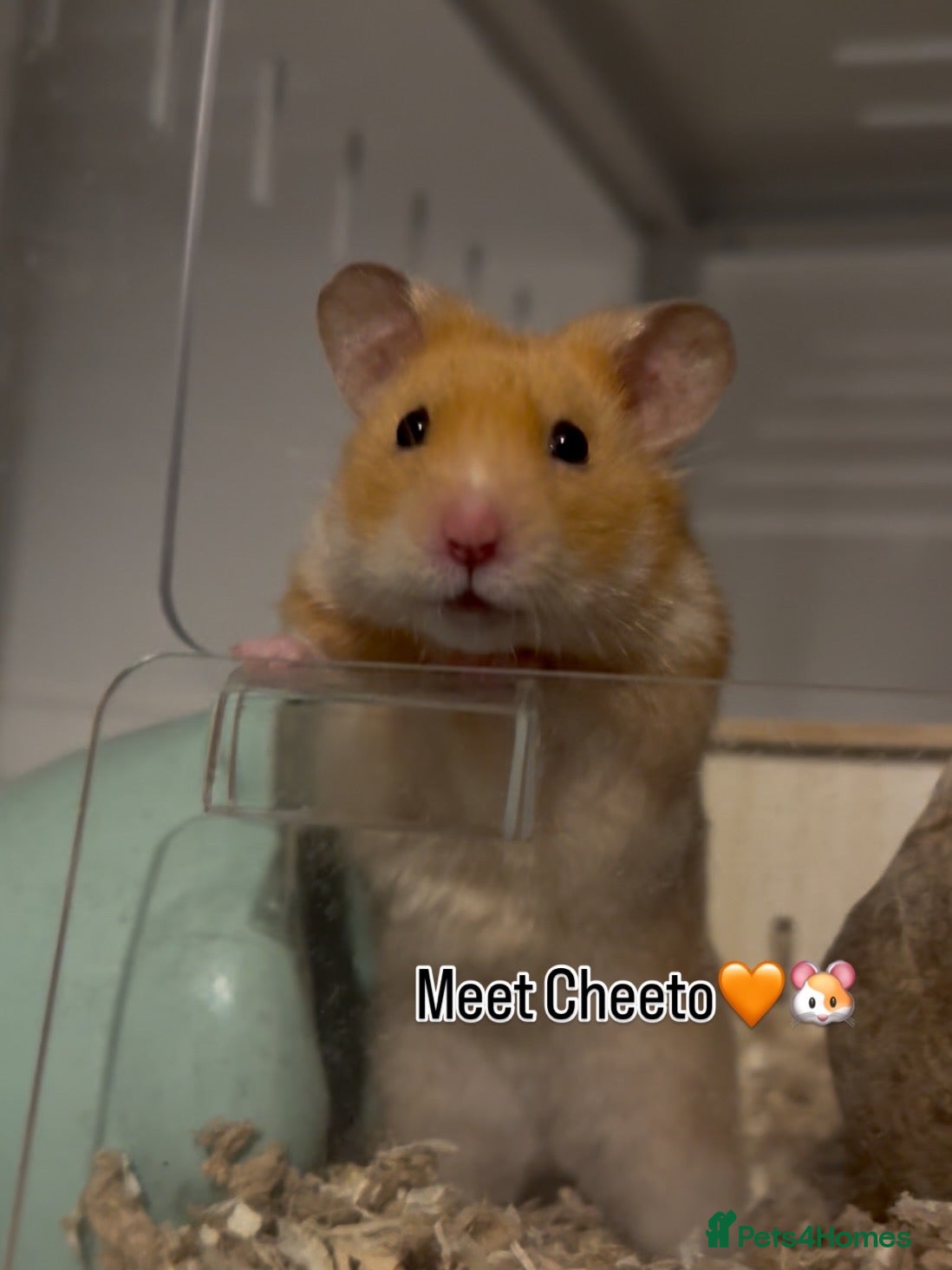 Hamster rodents Cheeto available for adoption🧡 - Advert 6