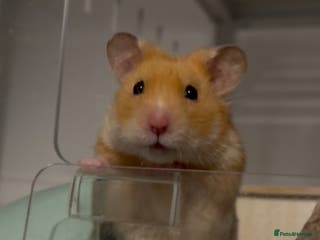 Hamster rodents Cheeto available for adoption🧡 - Advert 11