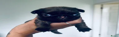 Pug 2