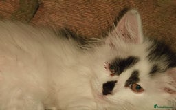 Domestic Shorthair cats for sale: Beautiful kittens ready for loving homes  - Image 13
