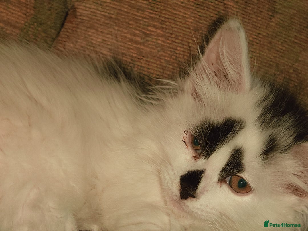 Domestic Shorthair cats for sale: Beautiful kittens ready for loving homes  - Image 13