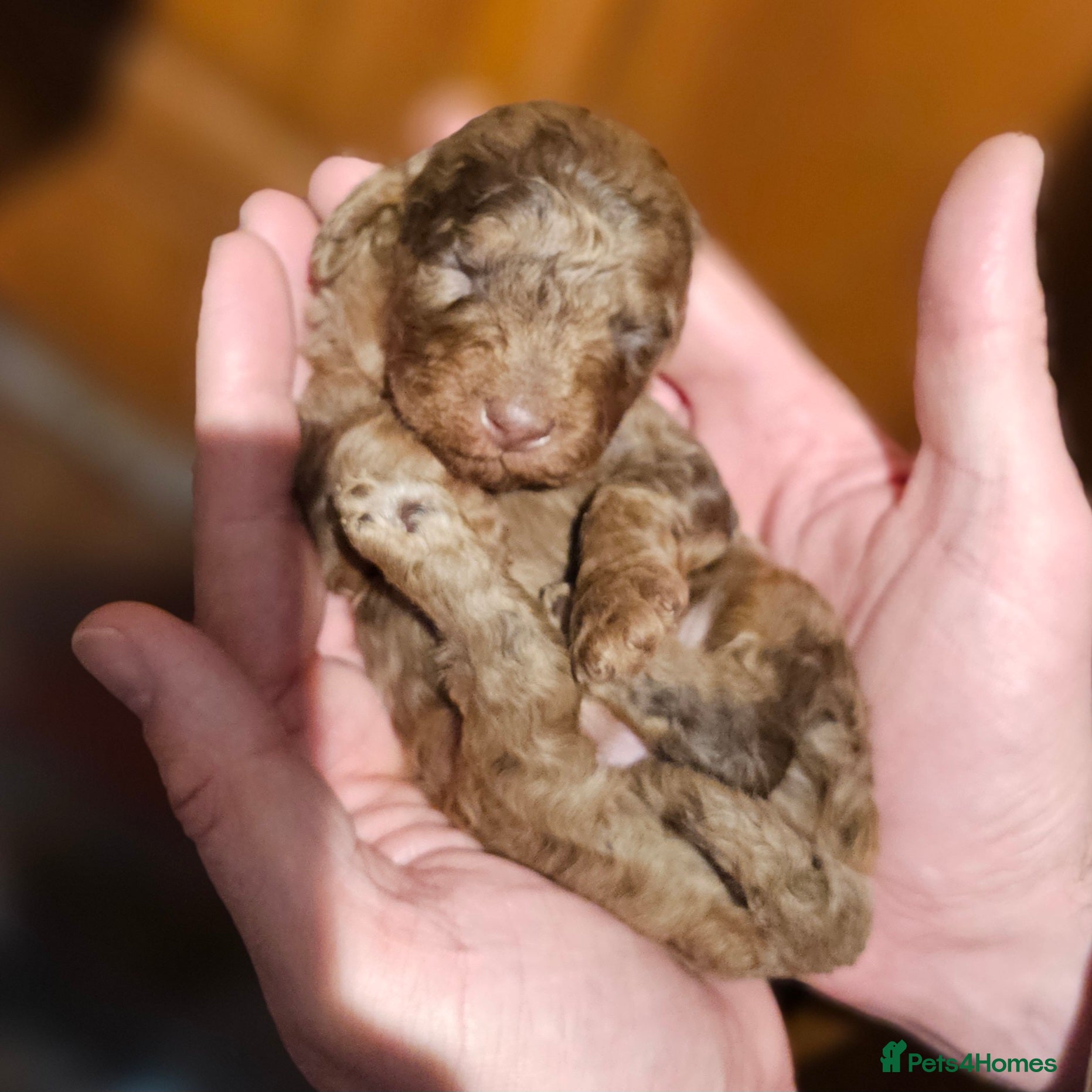 Cavapoo dogs Stunning Quality F1b Cavapoos - Advert 12