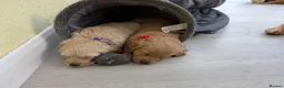 Mini Goldendoodle dogs for sale: Home-Raised F1b Miniature Goldendoodles - Advert 11