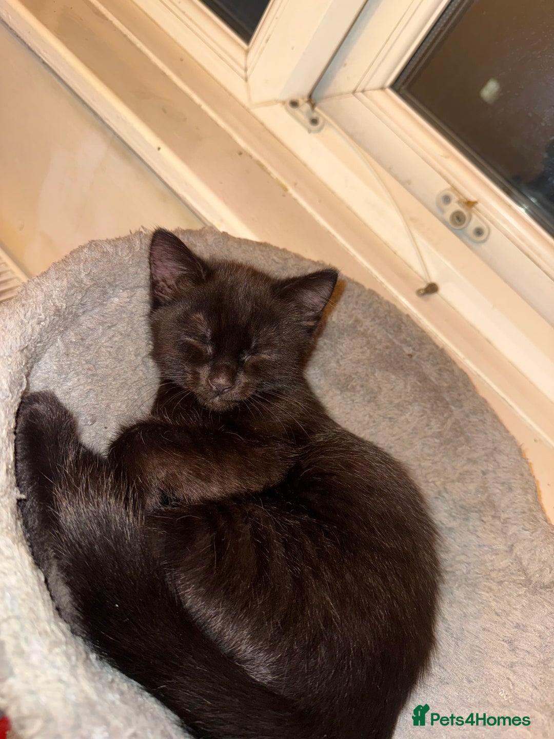 Mixed Breed cats for sale: Kitten 1 male 1 female  - Advert 2