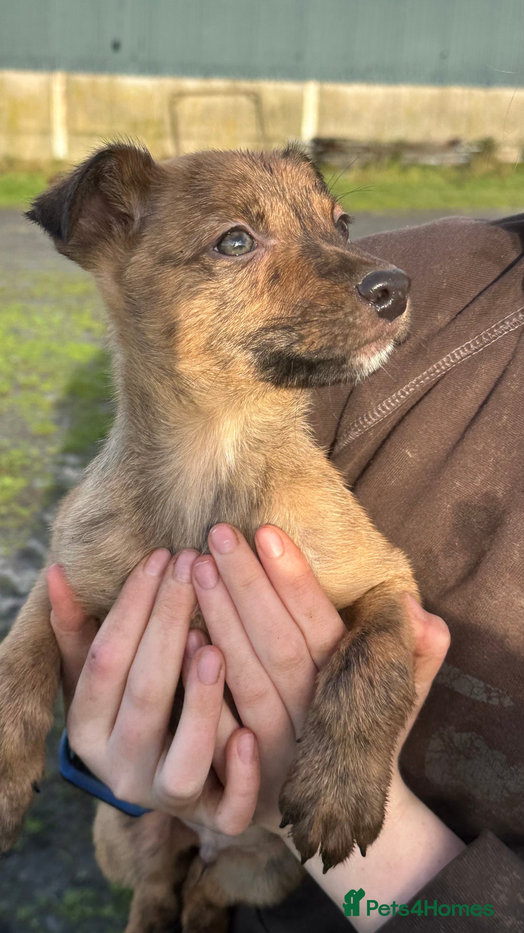 Mixed Breed dogs for sale: Kelpie x Collie puppies - Advert 11