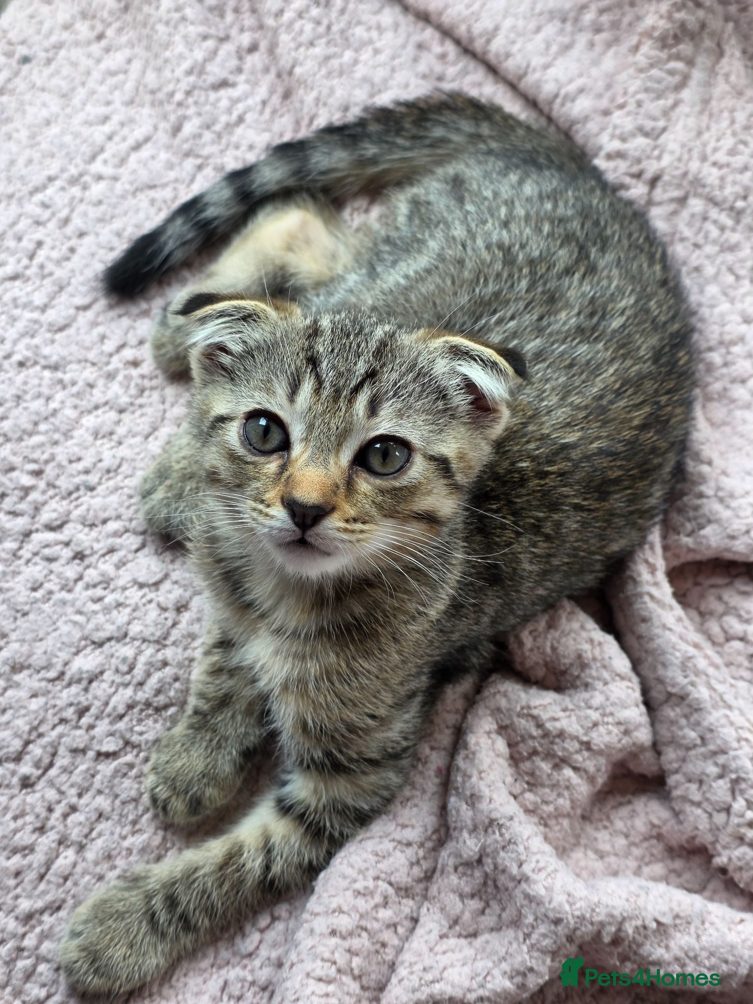 Scottish Fold cats *ONE LEFT,  READY NOW*  Cute Scottish Fold Kittens - Advert 4