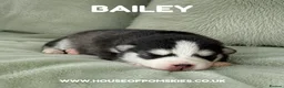 Pomsky dogs for sale: F3 Pomsky Puppies - all blue eyed  - Advert 6