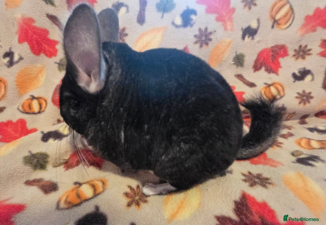 Chinchilla rodents for sale: Black pearl Carriers - Image 23