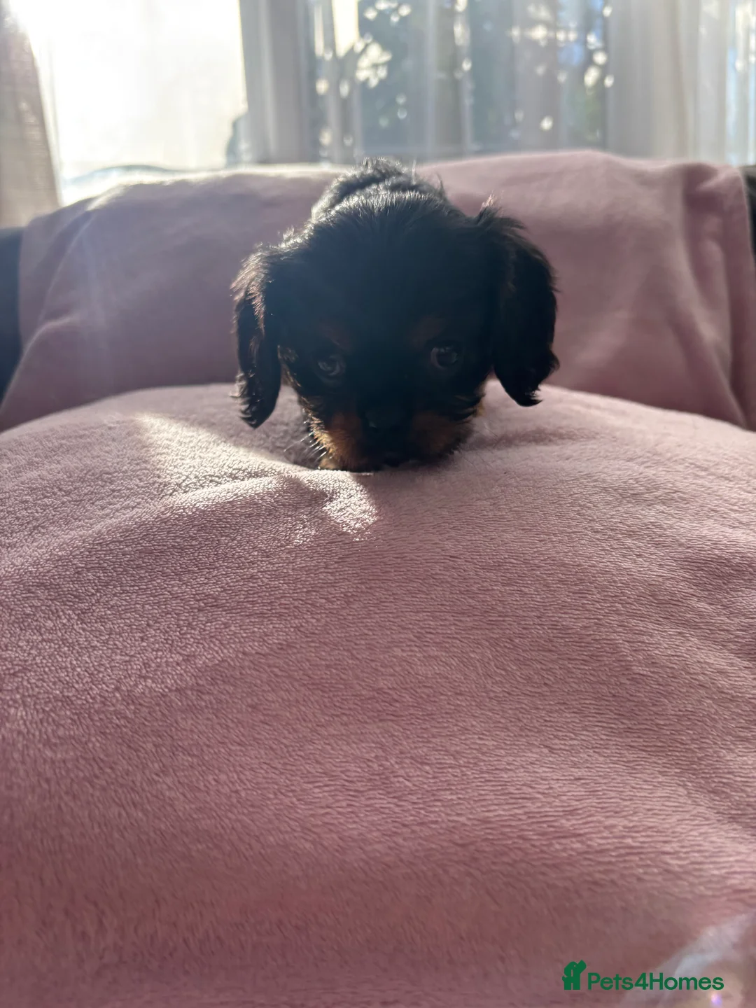 Cavalier King Charles Spaniel dogs for sale: Gorgeous KC Puppies Available  - Advert 26