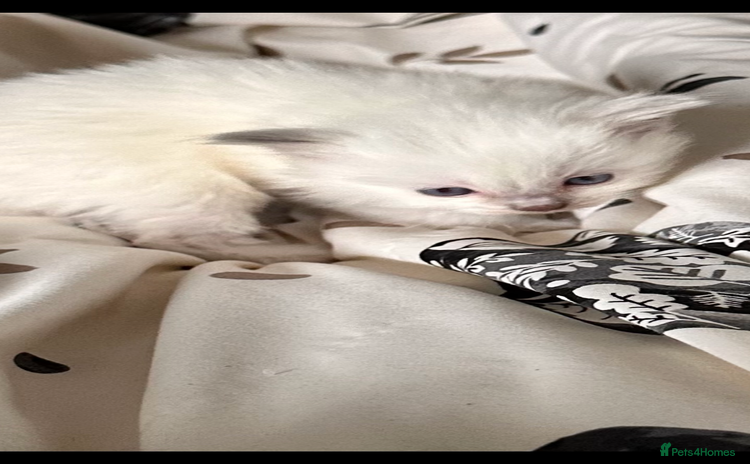 Ragdoll cats - Advert 14