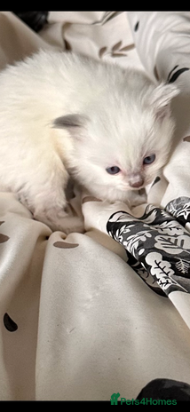 Ragdoll cats - Advert 14