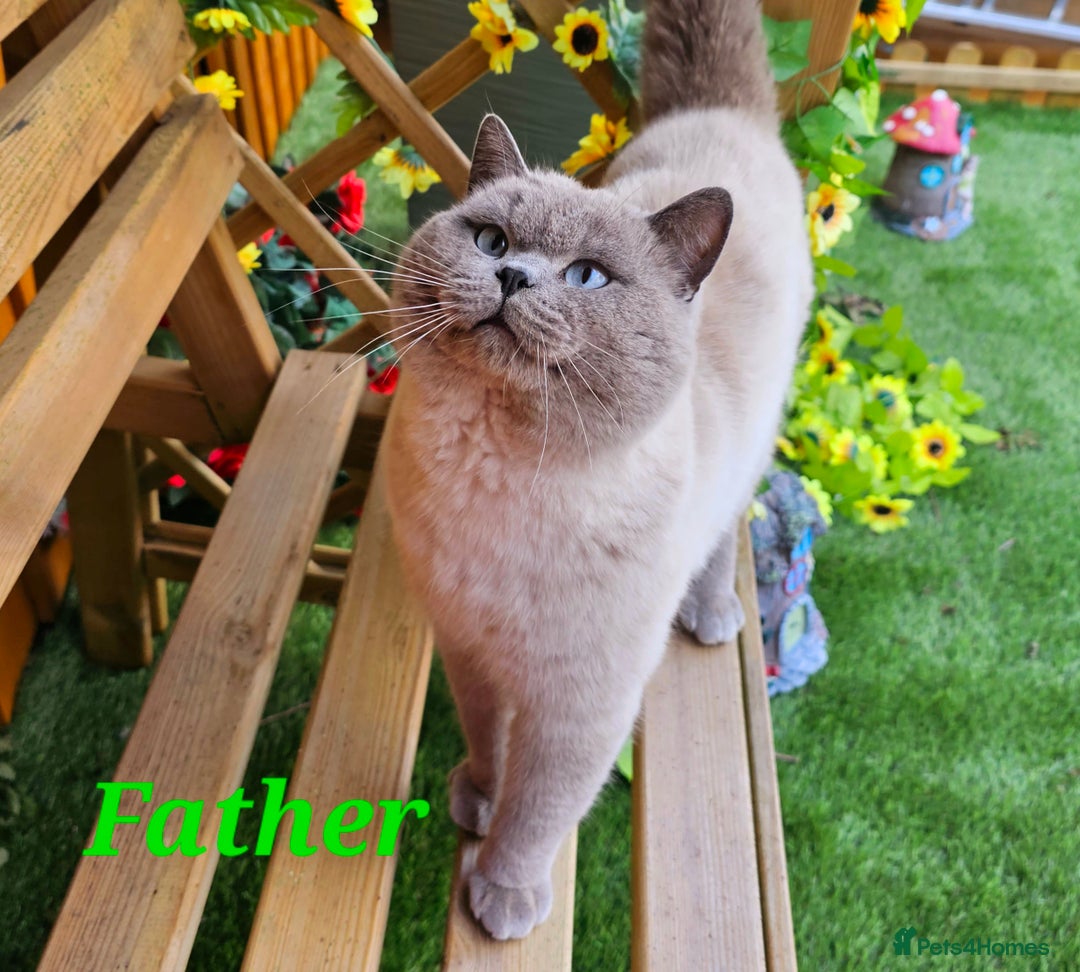 British Shorthair cats for sale: Last 4 male British Short-hair/long hair kittens  - Image 37