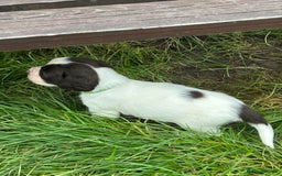 English Springer Spaniel dogs for sale: Springer spaniel pups READY NEXT WEEK - Advert 1