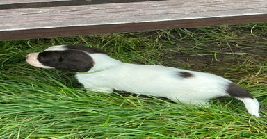 English Springer Spaniel dogs Springer spaniel pups READY 18th nov - Advert 7