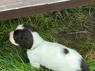 English Springer Spaniel dogs - Advert 19