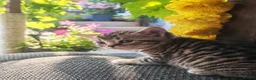Mixed Breed cats for sale: Bengal mix  - Advert 3