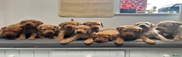 Labrador Retriever dogs for sale: 10 adorable fox red Labrador puppies  - Advert 29