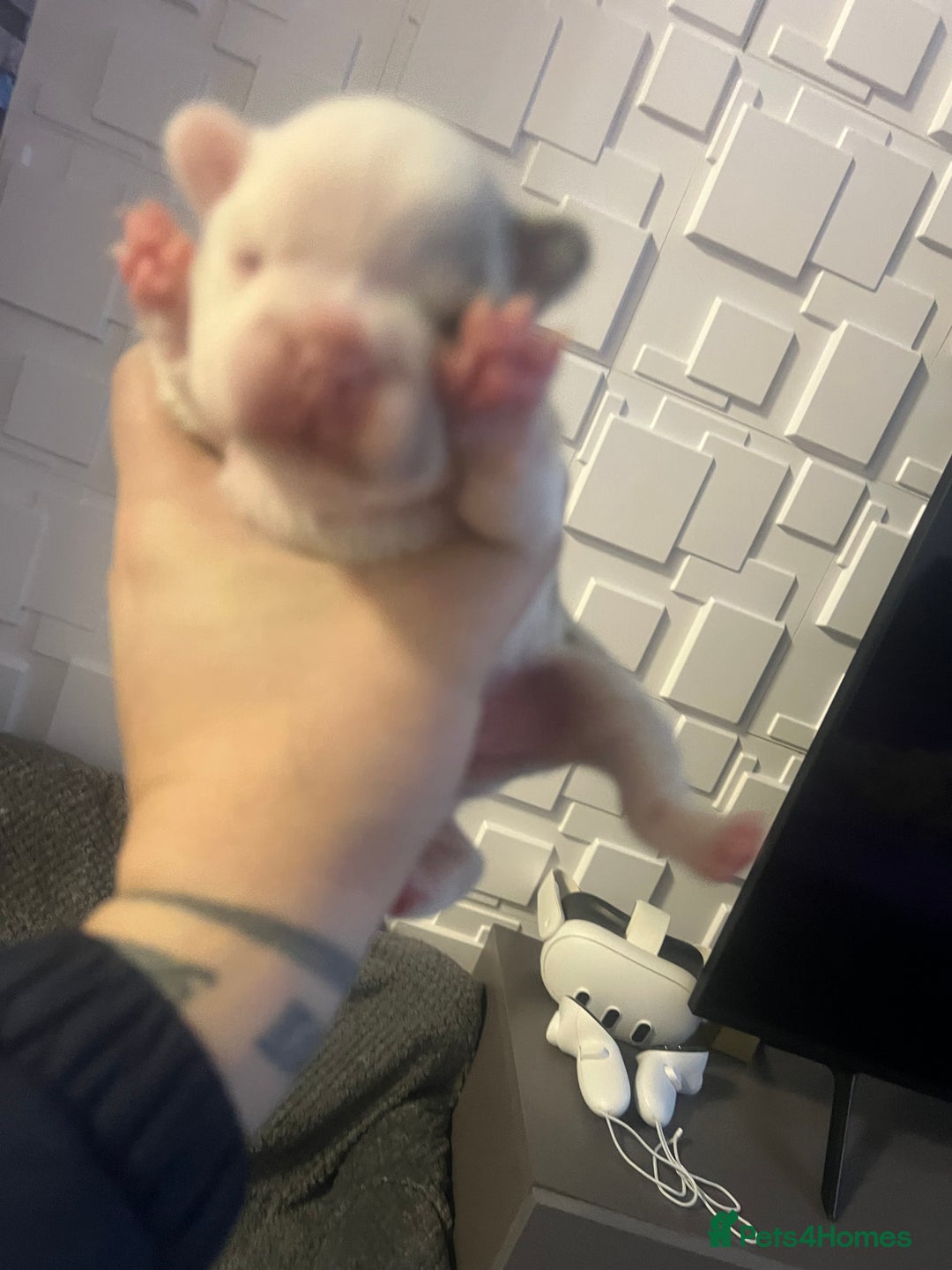 French Bulldog dogs for sale: French bulldog  - Advert 13