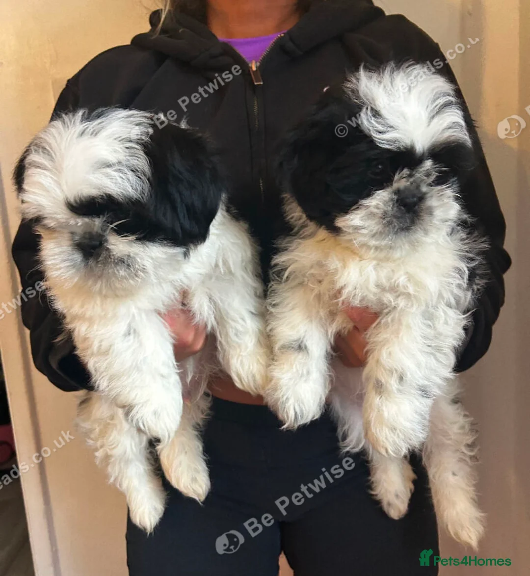 Shih Tzu dogs for sale: Shih tzu - Advert 1