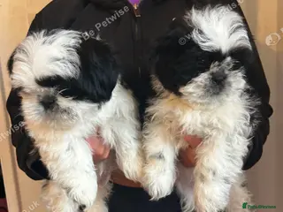 Shih Tzu dogs Shih tzu - Advert 6