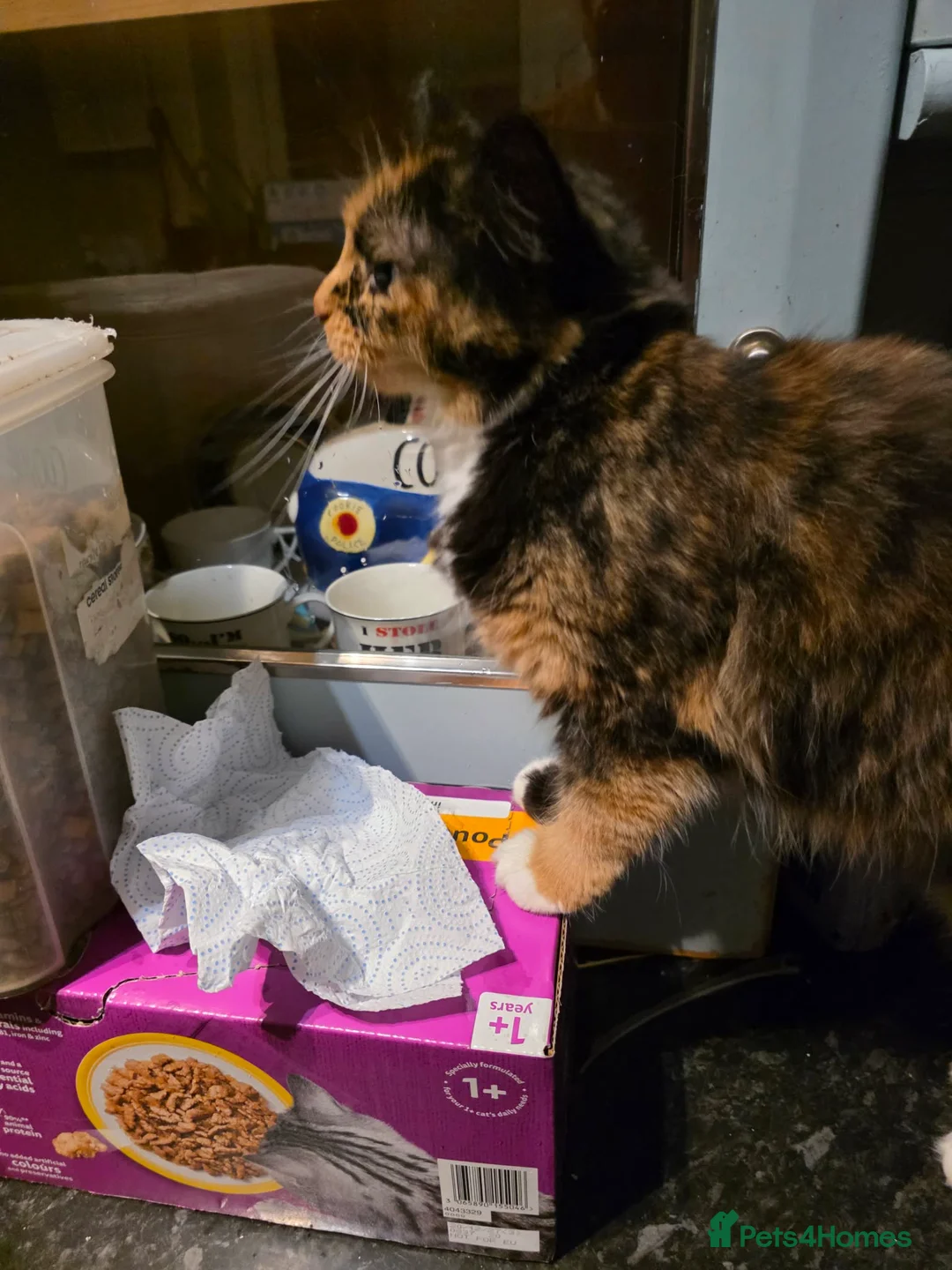 Mixed Breed cats for sale: GINGER AND WHITE FUZZ BALL - Advert 6