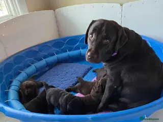 Labrador Retriever dogs KC registered Labrador Retriever Pupps - Advert 1