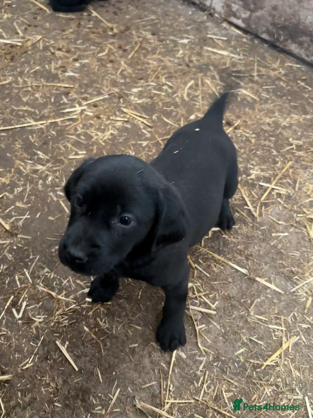 Labrador Retriever dogs for sale: Labrador puppies for sale ready to leave - Advert 6