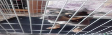American Bully 1