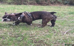 French Bulldog dogs for stud: Beautiful Boy Hercules Proven Stud  - Image 5