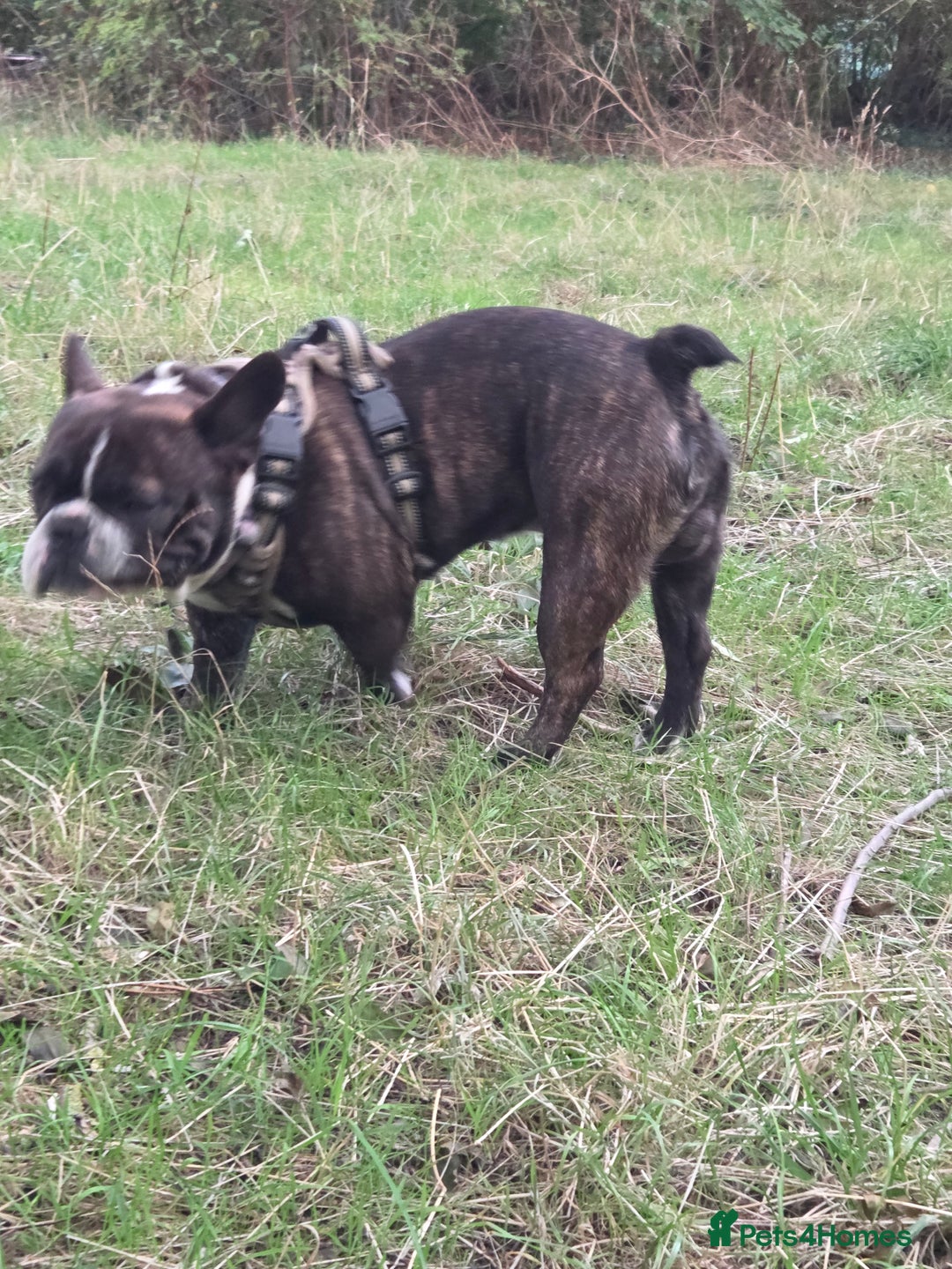 French Bulldog dogs for stud: Beautiful Boy Hercules Proven Stud  - Image 5