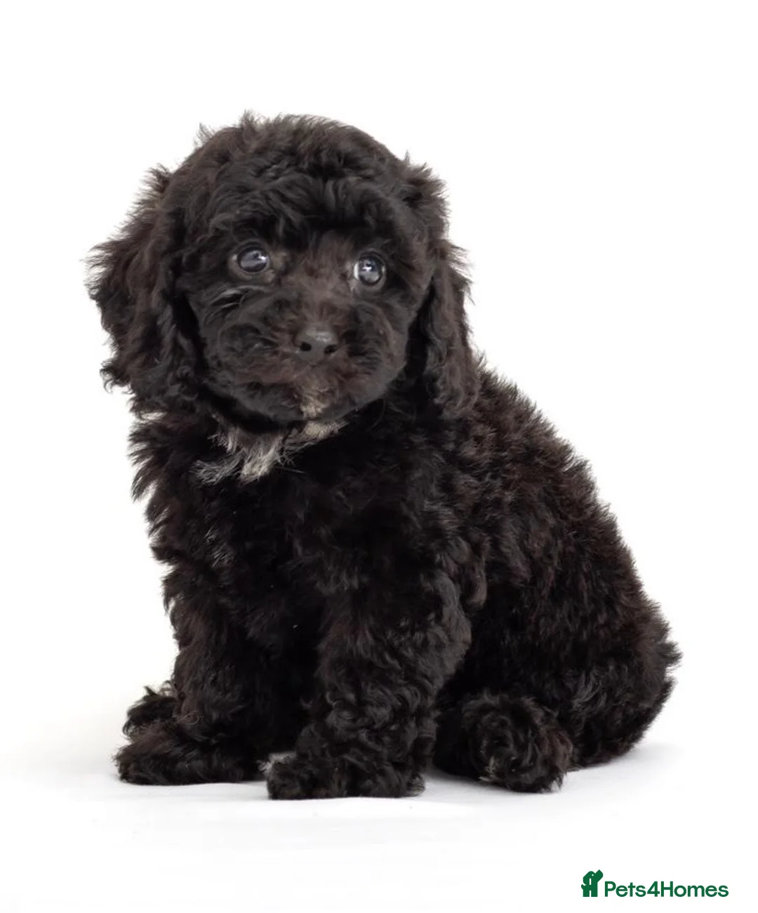 Cavapoo dogs for sale: DNA health tested Beautiful F1b Cavapoos - Advert 25