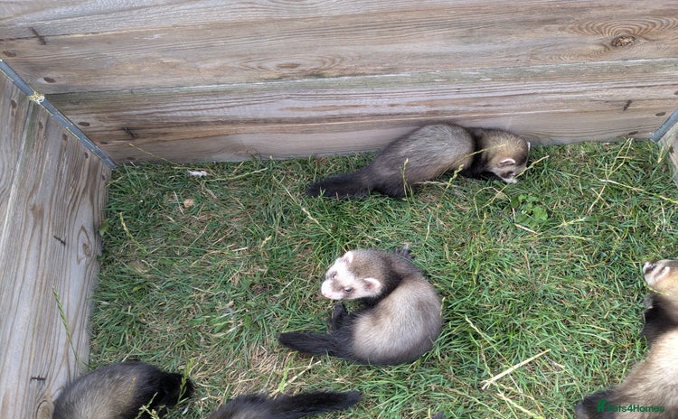 Ferret rodents - Advert 1